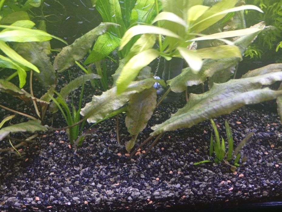 Várias plantas para ceder