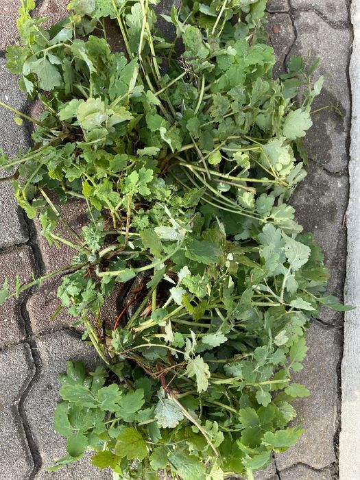 glistnik jaskółcze ziele