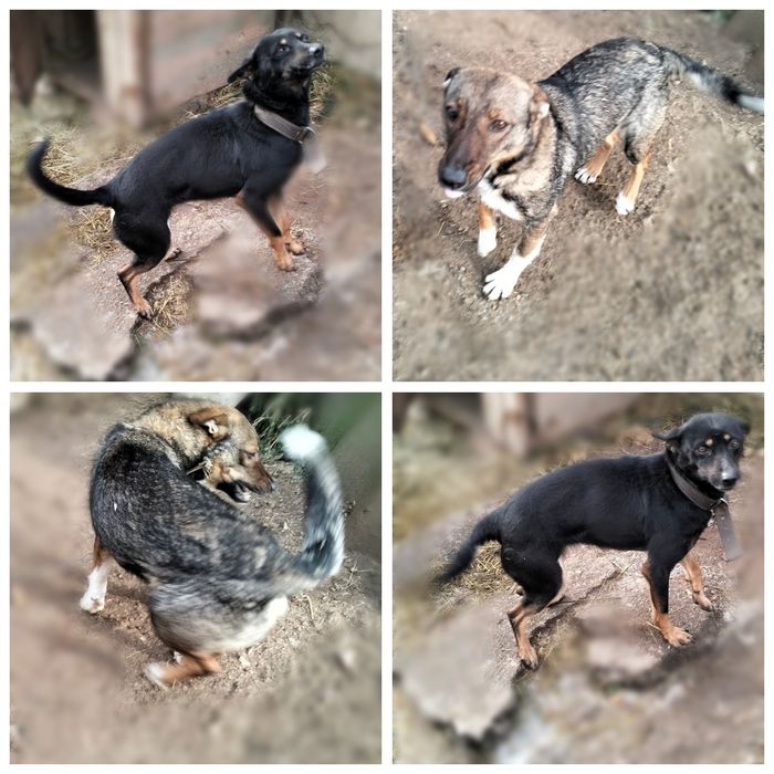 Віддам стерелізованих собак- дівчатка, в добрі руки