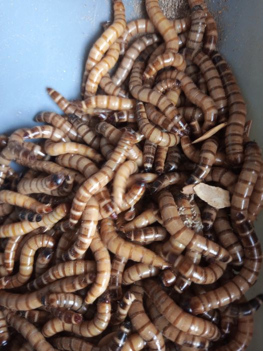 Drewnojad drewnojady larwy karmówka