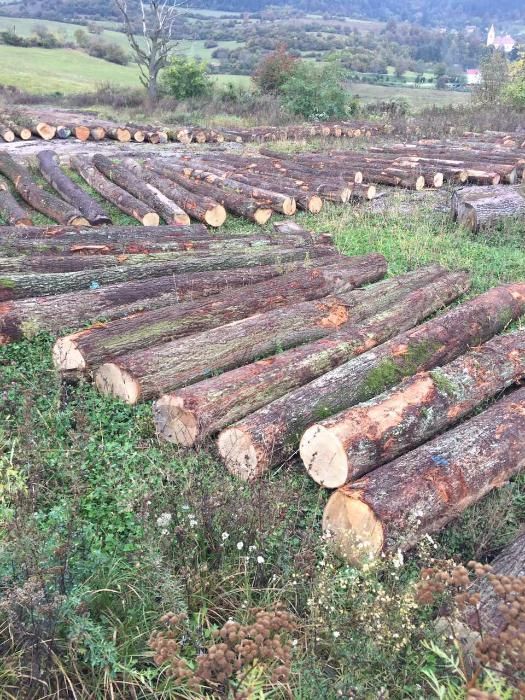 Sprzedam dąb tartaczny dluzyca deba s2b s2a klody walki debu