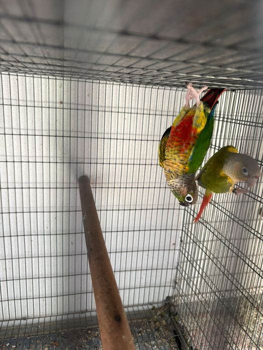 Casais de aves reprodutoras
