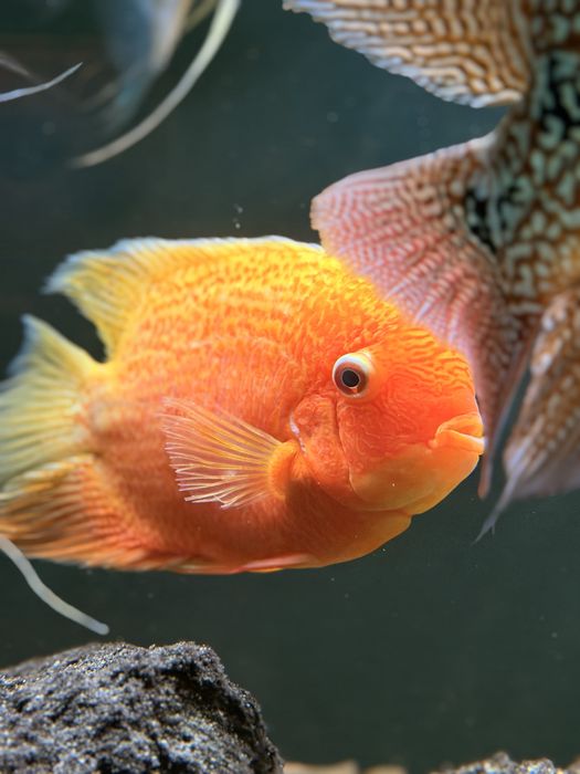 Pielęgnica Severum  red 12 szt
