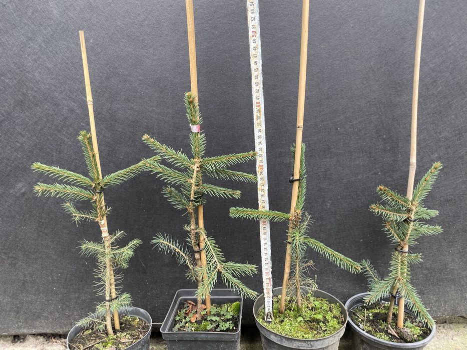 Хвойні на штамбі