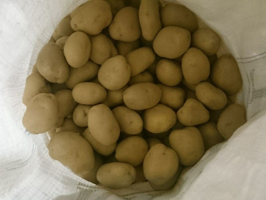 Ziemniaki, kartofle obiadowe jadalne Jurek, Soraya