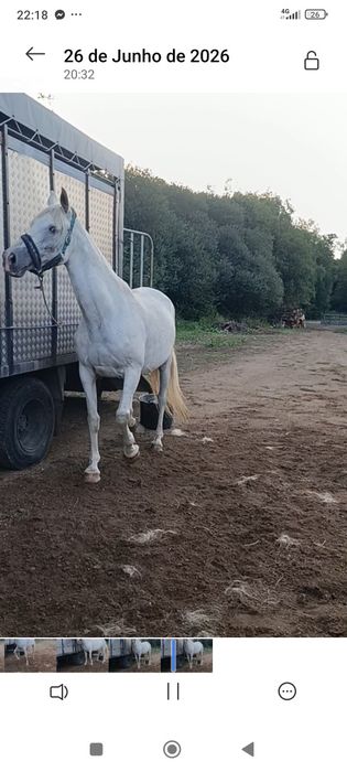 Vendo égua mansinha montada