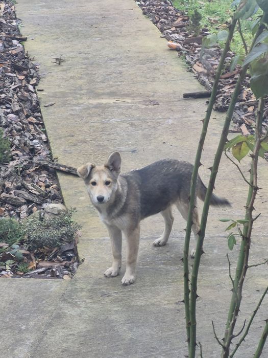 Собаки  2 дворняги