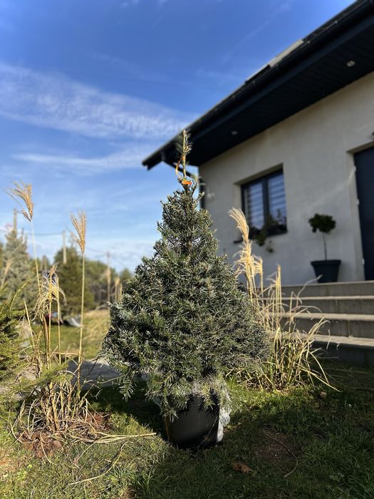 Świerk w donicach formowany