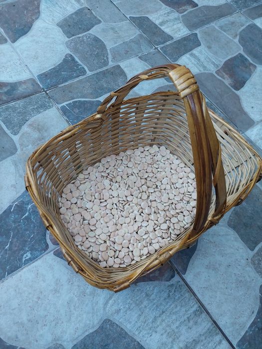 Tremoços biológicos 2025