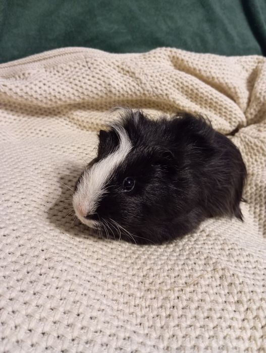 Świnka morska - samczyk