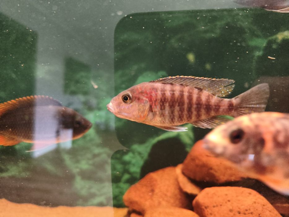 Aulonocara German Red samica