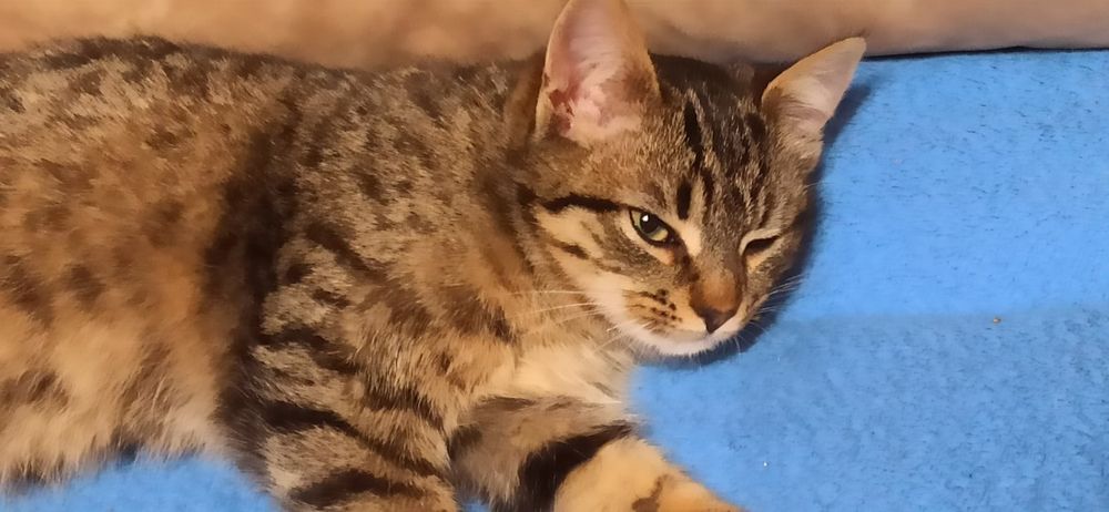 Віддам безкоштовно кошеня