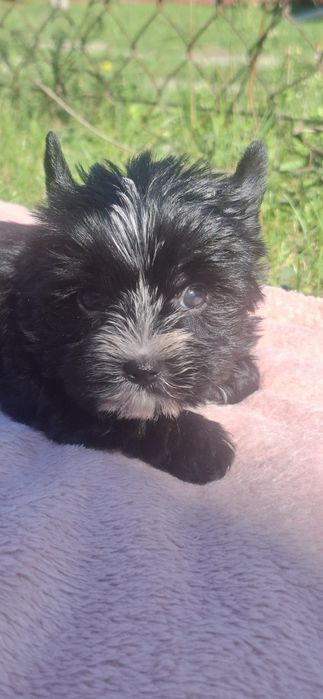 Piesek rasy Yorkshire Terrier