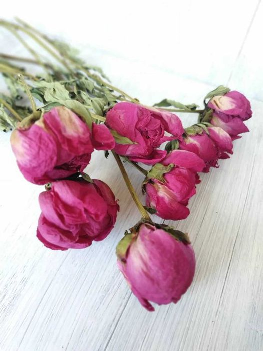 Сухоцвіти півонії зі стеблами бордові та рожеві. Букети сухих квітів