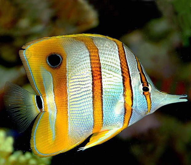 Chelmon rostratus (Copperband Butterflyfish)