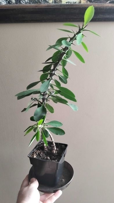 Wilczomlecz kwiat doniczka