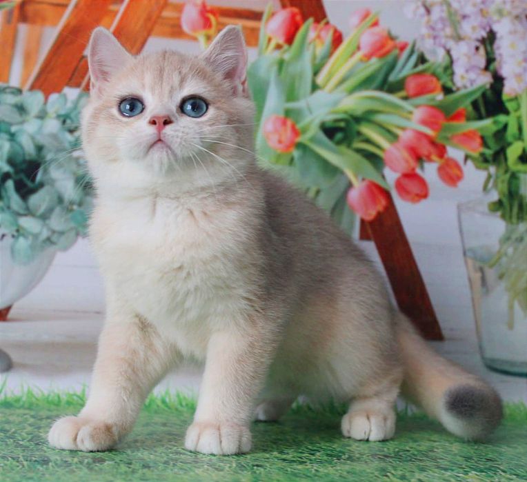 Найяскравіше забарвлення - голубе золото, британський котик