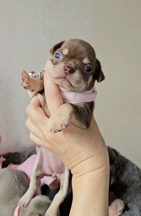 Дівчинка чихуахуа стандарт