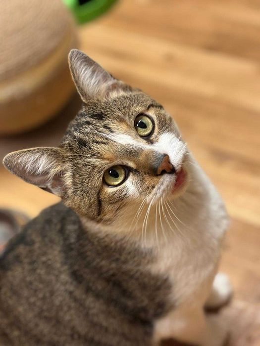 Kaprys - trochę humoru, trochę kota szuka domu