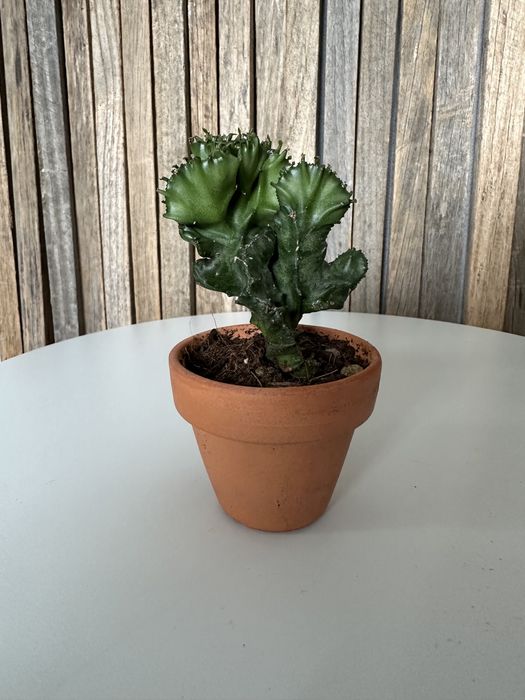 Euphorbia láctea cristata