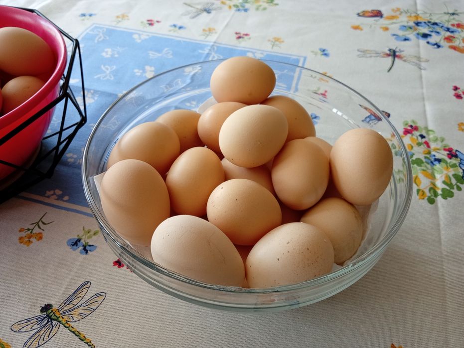 Ovos caseiros 3 euros a duzia