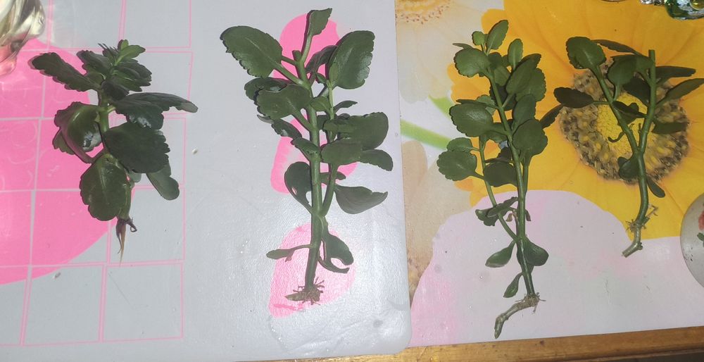 Росточки каланхое