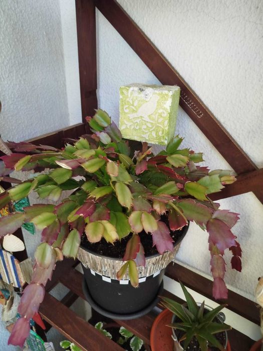 Plantas muito bem cuidadas.