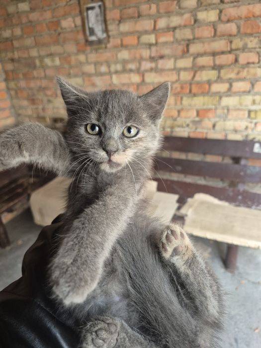 Кошенята в добрі руки