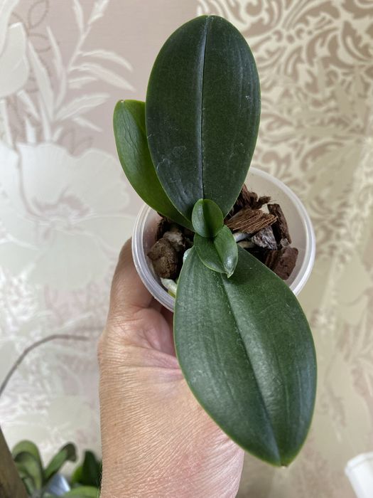 Орхідеї підлітки