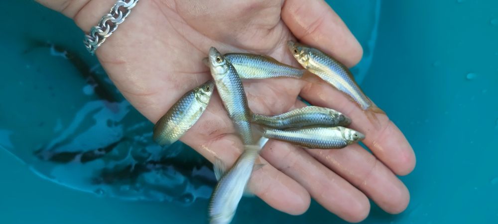 Карась Живець  відправляємо поштою 
Від 4-18см є різні
Відправляємо