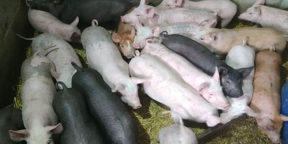 Поросята м'ясної породи