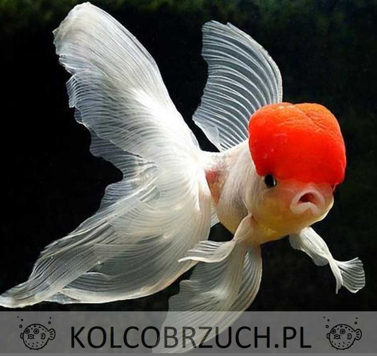 Welonka odmiana CZERWONY KAPTUREK - XL - 7CM - WELON - dowóz