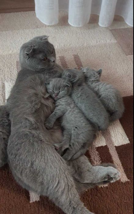 Шотландські кошенята