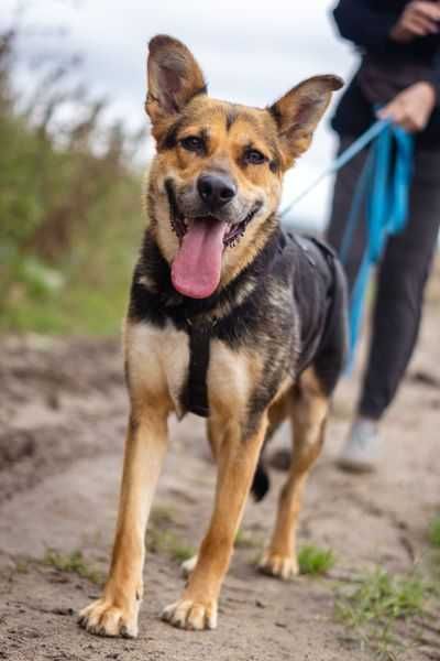 Posłuszna i przyjazna Leona szuka domku