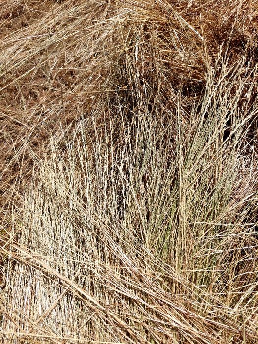 Fardos de mistura azevem e aveia 2024