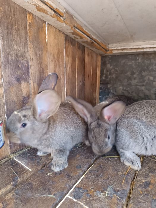Продам кролів велетнів