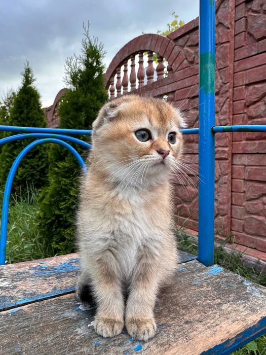 Продаемо чудових котенят !