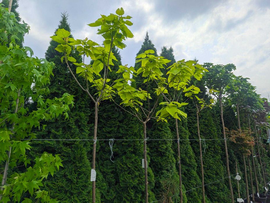 Katalpa Catalpa bignonioides Nana szczepiona grube pnie Aurea Purpurea