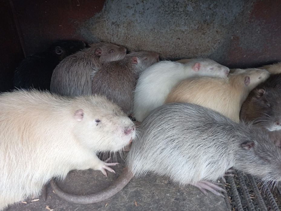 Молодняк на плем'я.