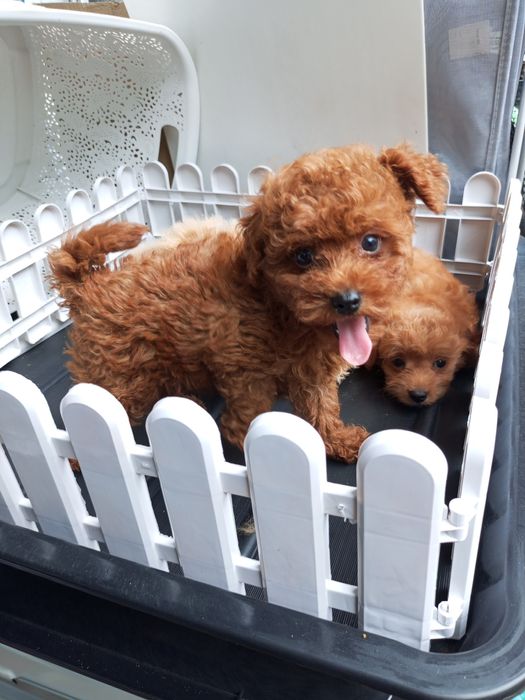 Два + міс.МальтіпуF1 дівчатка