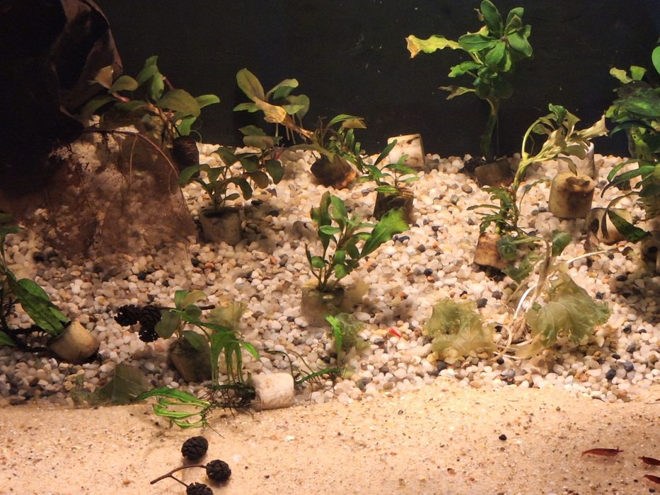 Akwarium z krewetkami Bloody Mary