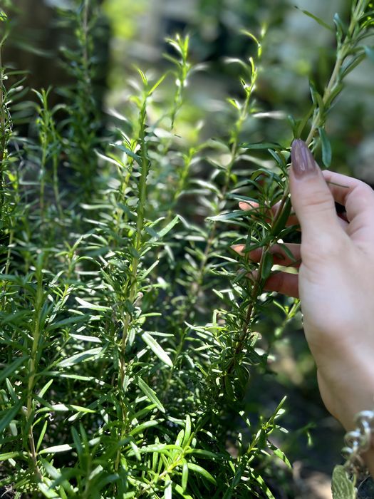 Розмарин (маленькі та великі кущики)