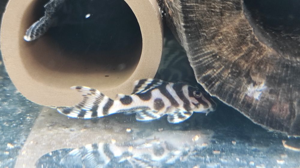 L333 select 120zl i dorosłe pary