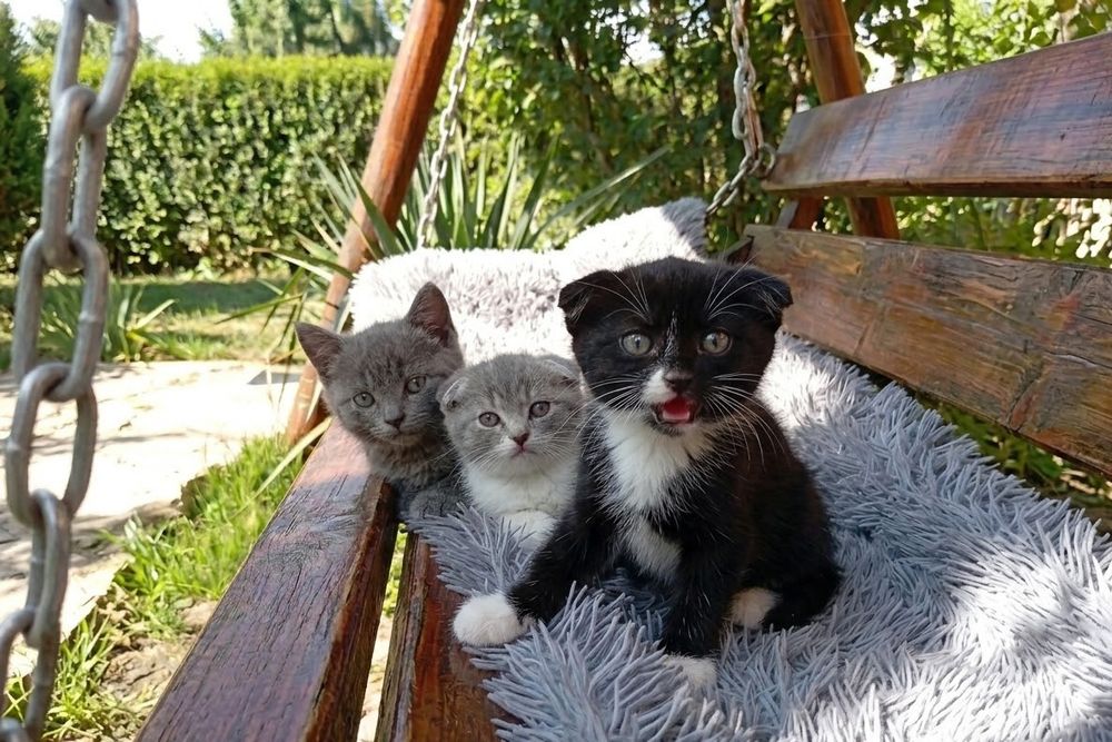 Кошенятка шотландські