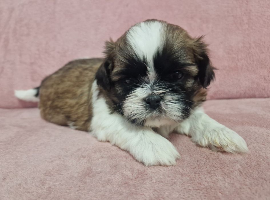 Rezerwacja sunia Shih-Tzu