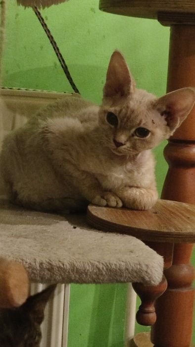 Devon rex Dewonkowe szczescia