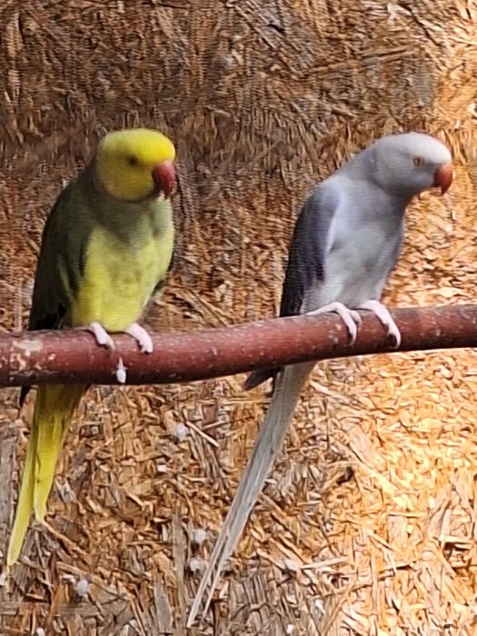 Aleksandretty obrozne. Glowa/ ogon