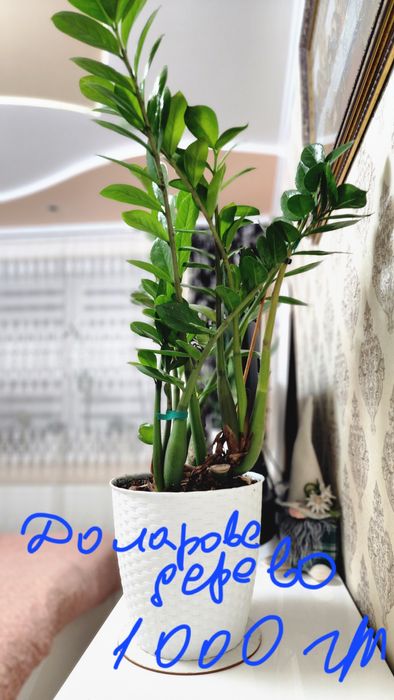 Вазони великі з горщиком