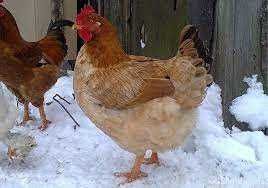 тетра інкубаційне яйце