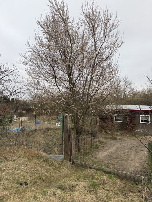 Działka ROD 440 m² - Lipce (okolice Borkowa) - domek ocieplony, prąd, grill, wędzarnia